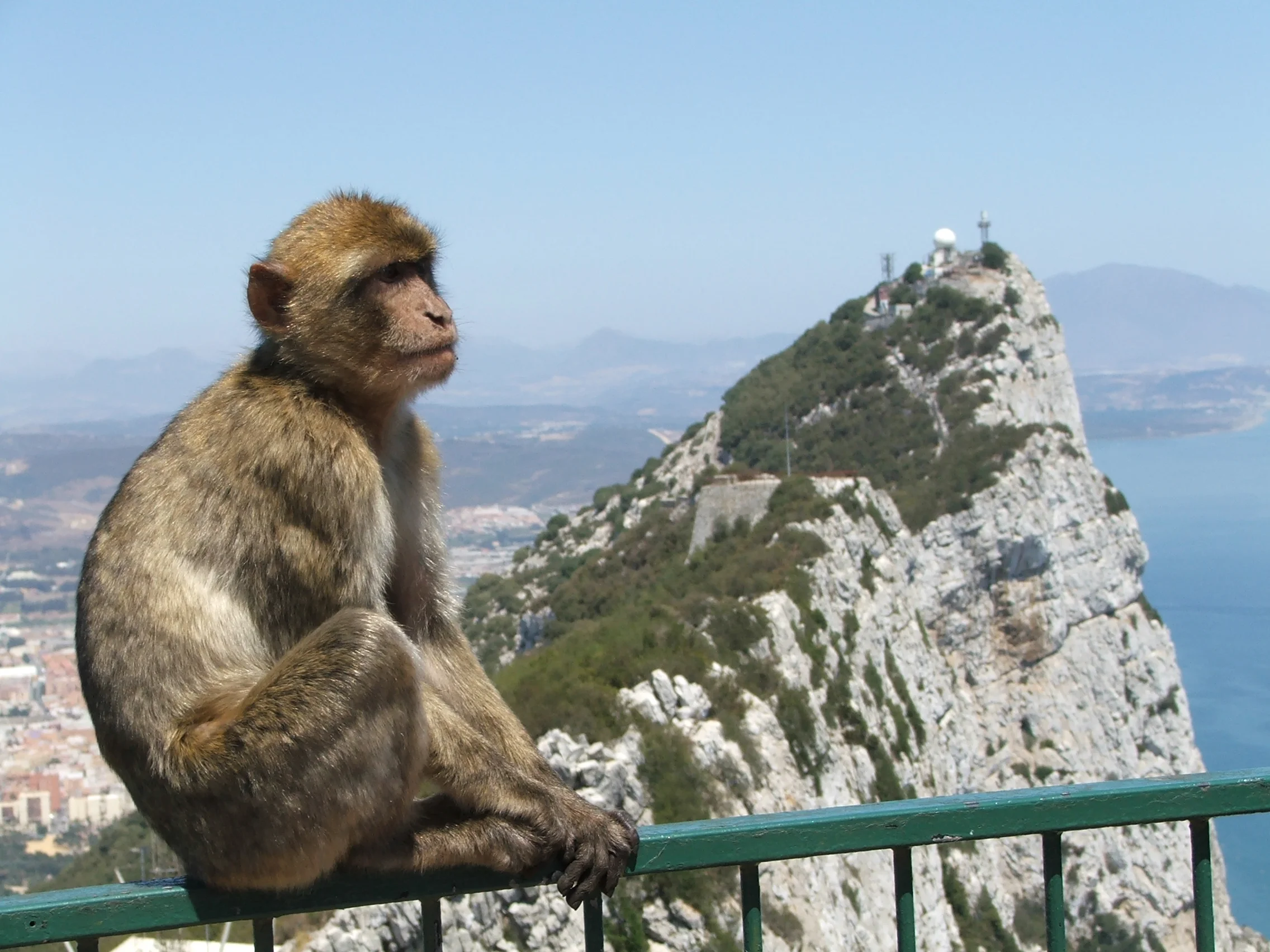 Rock_of_Gibraltar_Barbary_Macaque.webp