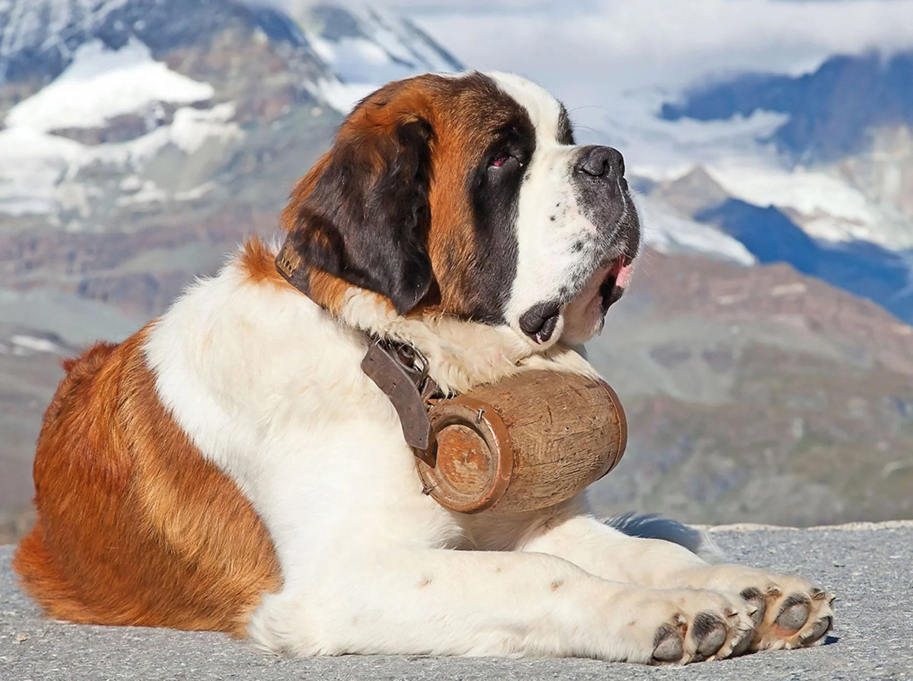 saint-bernards-bernhardiner-2025-16-monatskalender.webp