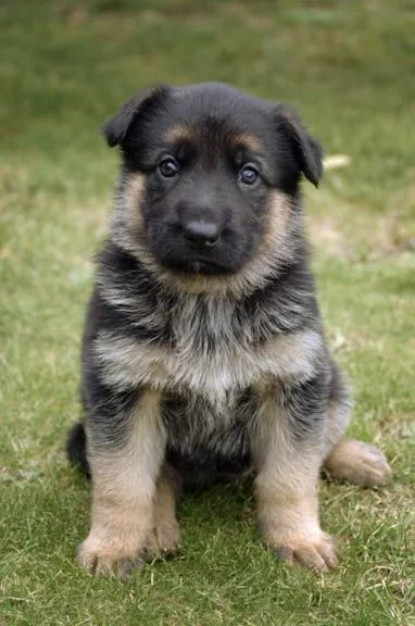 german_shepherd_puppy-13073.webp